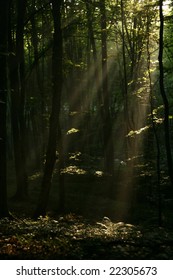 Rays of sunlight shine through the dense canopy.