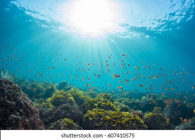Rays of sunlight shining into sea, shcool of sea goldie,underwater view
 - Shutterstock ID 607410575