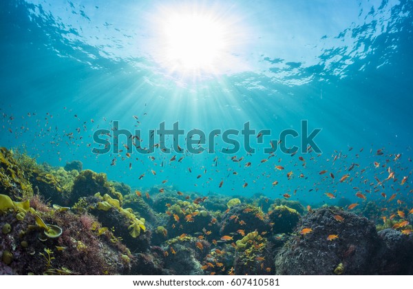 海に輝く太陽の光 シーゴールディの輝き 水中の眺め の写真素材 今すぐ編集