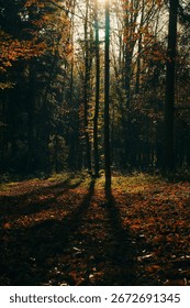The rays of sunlight shining through lush foliage in a peaceful woodland setting