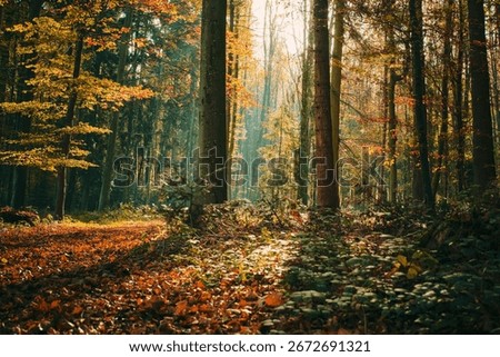 The rays of sunlight shining through lush foliage in a peaceful woodland setting