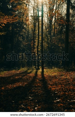 The rays of sunlight shining through lush foliage in a peaceful woodland setting