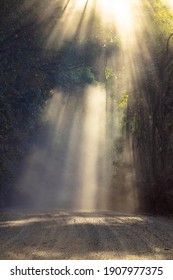 Rays of sunshine finding their way through the leaves with some dust in a rainforest