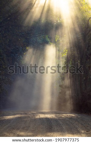 Rays of sunshine finding their way through the leaves with some dust in a rainforest