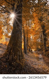 Rays of sunshine streaming through the treetops onto a dirt path below, creating a peaceful and tranquil atmosphere