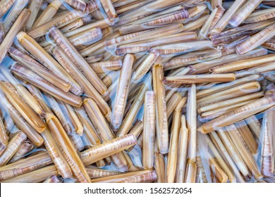 Razor Shell Images Stock Photos Vectors Shutterstock
