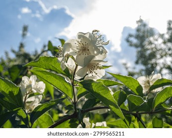 A razor sharp macro shot of a sweet mock orange inflorescence against a dark dramatic stormy sky. Intense contrast lighting pierces through the heavy overcast clouds, creating a brilliant rim glow on flawless white petals and rich botanical details.