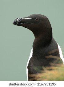 Razorbill (Alca Torda) Closeup Headshot. Cute Seabird In The Auk Family Alcidae.