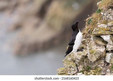 Razorbill (Alca Torda) Perches On The Cliffs On The Yorkshire Coast, UK. Seabird In The Auk Family Alcidae.