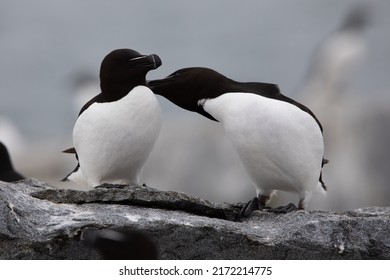 8,607 Grooming birds Images, Stock Photos & Vectors | Shutterstock