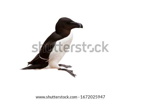 Razorbill / lesser auk (Alca torda) against white background