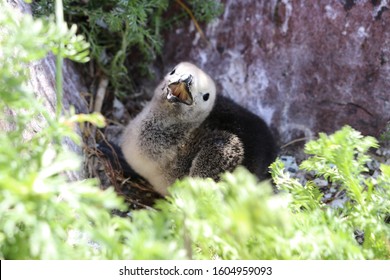 Razorbill Seabird Chick In Nest At Gull Island Newfoundland.