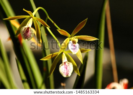 rchids in garden 