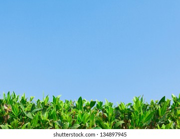 Reaching For Blue Sky