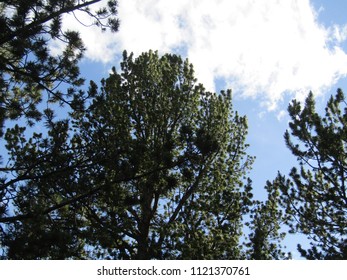 Reaching For The Sky