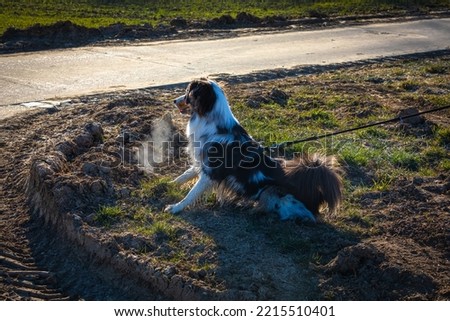 reactive australian shepherd dog pulls on the leash
