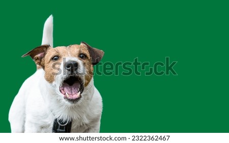 Reactive dog barking aggressively needs behavior modification training. Isolated on solid color background
