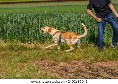 reactive dog pulls on the leash