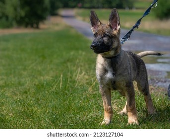 A reactive eleven weeks old German Shepherd puppy on a leash in green grass - Powered by Shutterstock