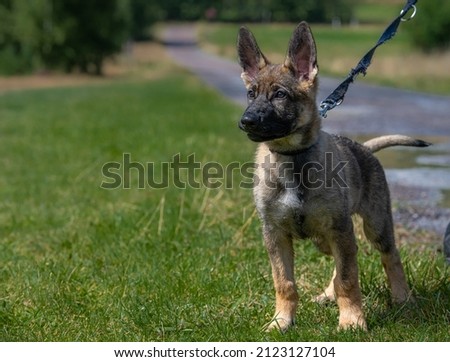 A reactive eleven weeks old German Shepherd puppy on a leash in green grass