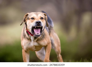 A reactive Hound mixed breed dog barking and baring its teeth - Powered by Shutterstock