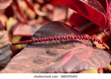 Read leves between another color leaves - Shutterstock ID 1885595692