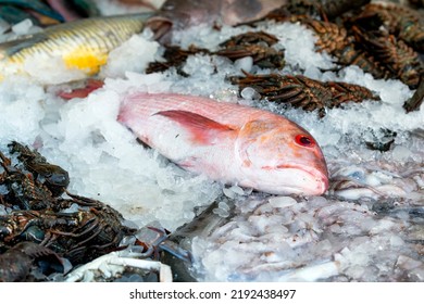 Read Sea Fish Market With A Fresh Catch Selling