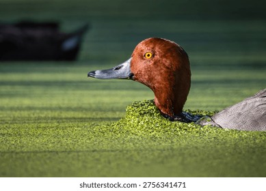 A Readhead Duck plowing through a layer of duckweed.