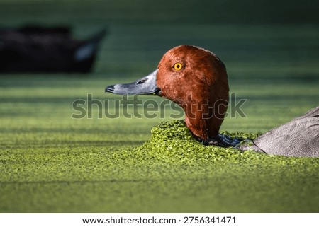A Readhead Duck plowing through a layer of duckweed.