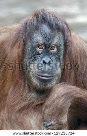 reading thoughts look  of an orangutan female.