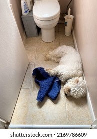 Reading, UK - A Small, White Cavapoo Dog Finds A Cool Spot On A Ceramic Tiled Floor In A Toilet To Sleep On A Hot Summer Day.