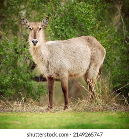 Ready To Bolt. Shot Of A Buck On The Plains Of Africa.