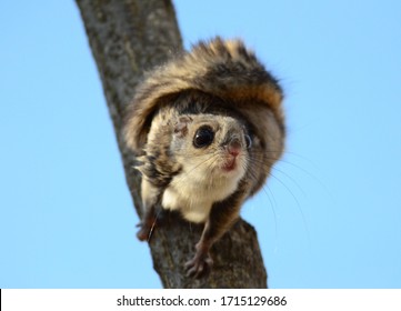 Ready To Fly Siberian Flying Squirrel Squirrel