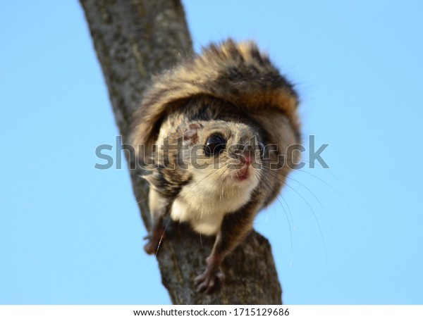 ready to fly\
Siberian flying squirrel\
squirrel