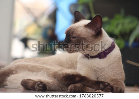 ready to getup siamese cat