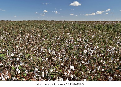 ready to harvest cotton field view