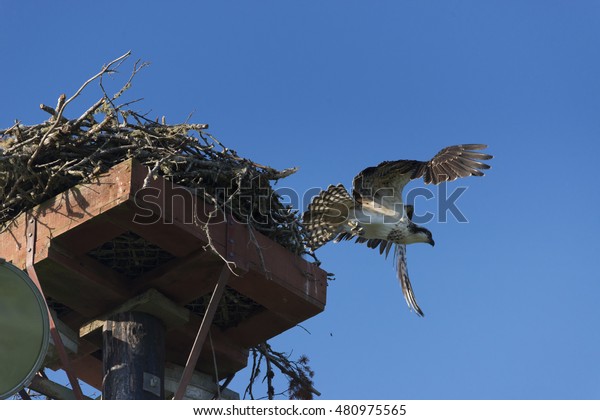 osprey vancouver