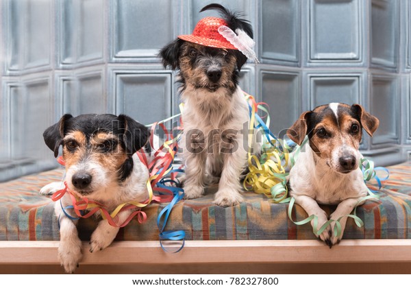 Ready Party Three Jack Russell Dogs Stock Image Download Now