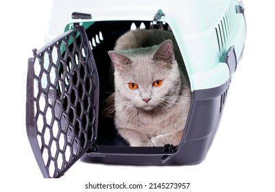 Ready For Transportation British Cat Looks Out Of An Open Door Lying In A Cat Carrier, An Isolated Image, Beautiful Domestic Cats, Cats In The House, Pets, A Trip To The Vet. A Trip Away From Home