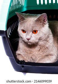 Ready For Transportation A Scottish Cat Looks Out Of An Open Door Lying Inside A Cat Carrier, An Isolated Image, Beautiful Domestic Cats, Cats In The House, Pets, A Trip To The Vet. A Trip Away Home