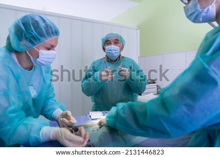 Real abdominal surgery on a cat in a hospital setting