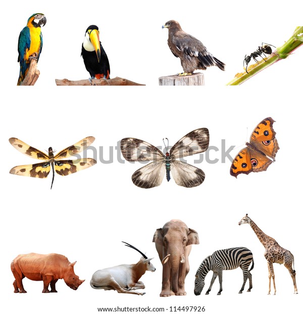 Real Animal Collection Isolated On White Stock Photo 114497926 ...