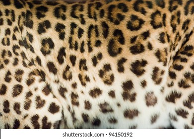 Real Animal Skin