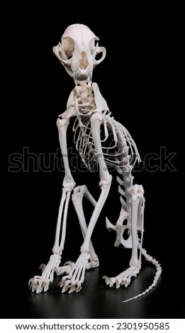 Real Articulated Domestic Cat Skeleton
