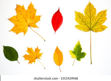 13,471 Real fall leaves Images, Stock Photos & Vectors | Shutterstock