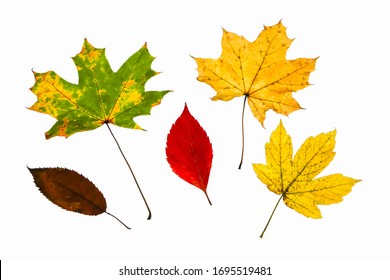 13,471 Real fall leaves Images, Stock Photos & Vectors | Shutterstock