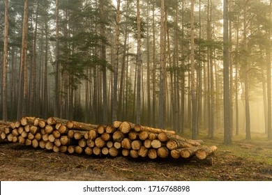 Real is beautiful. Fresh early morning mist in the forest. Beautiful sunrise in the woods cutting area with a fog. Felling of trees. Cut trees in a row. Forest protection concept.