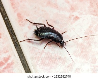 Real Big Black Cockroach On Pink Tile Floor Like Nightmare