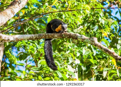 Real Bird Squirrel Close Penang Hill Stock Photo 1292363317 | Shutterstock