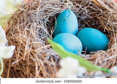 Real birds nest in a flowering tree with Robin blue eggs. Selective focus with blurred background.